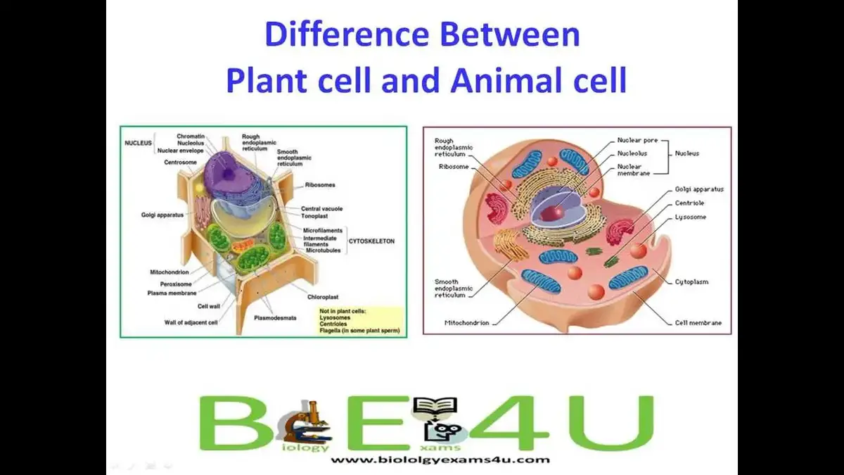 5 Major Differences Between Animal cell and Plant Cell