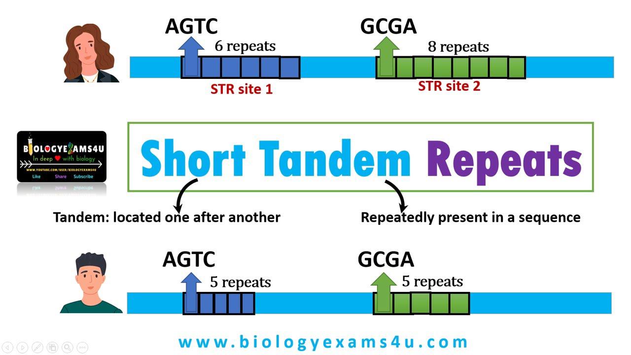 What are tandem repeats in dna short tandem repeats str and its