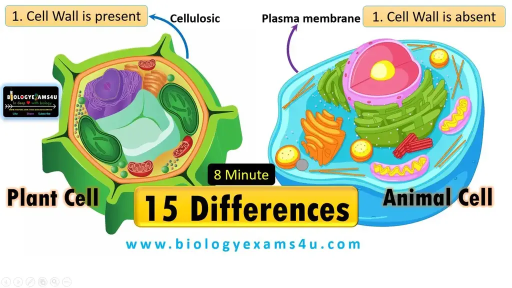 15 Differences Between Plant Cell and Animal Cell