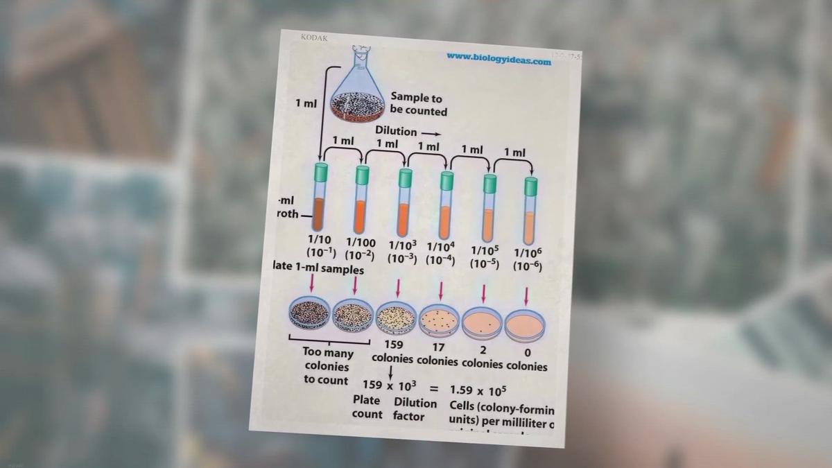 Serial Dilution Method Protocol Step Wise Explanation
