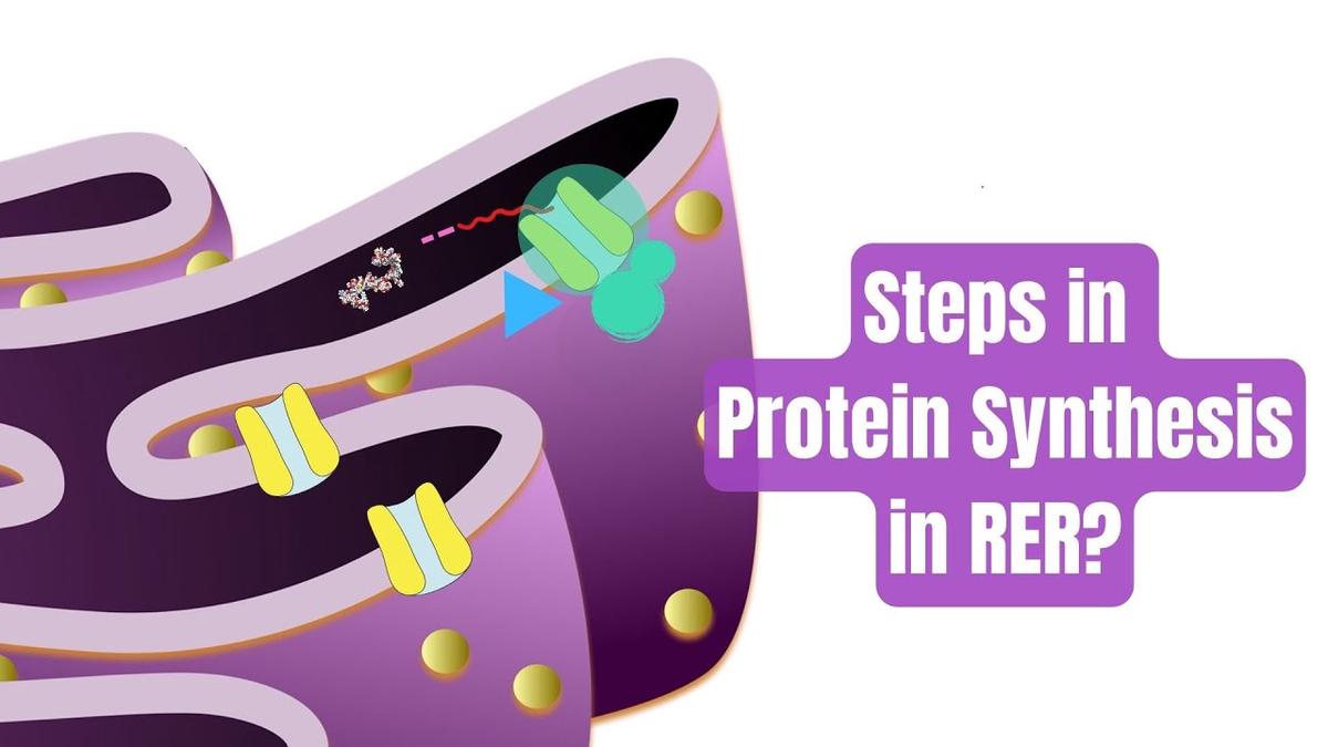How is Membrane and Secretory Proteins synthesized in Endoplasmic