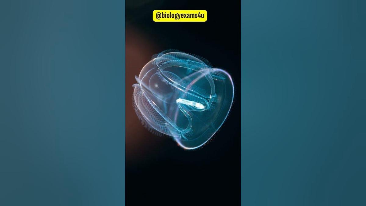 Ctenophora Sea walnuts Comb jellies Animal Kingdom Phylum