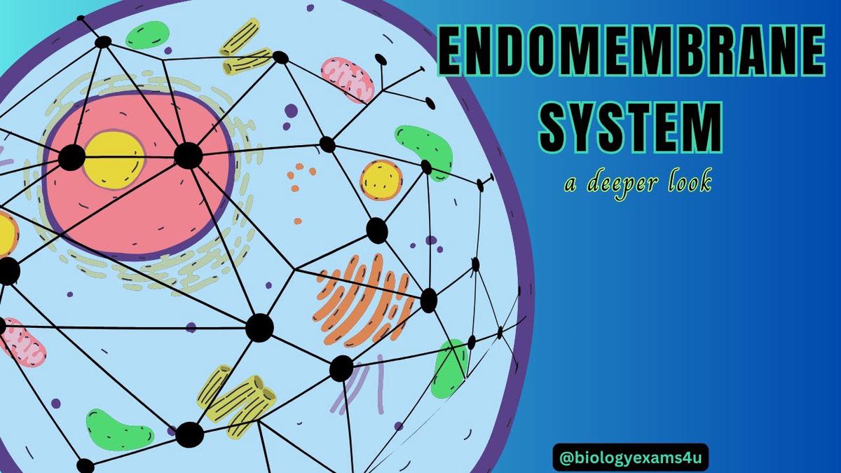 Endomembrane System and Functions A Deeper Look