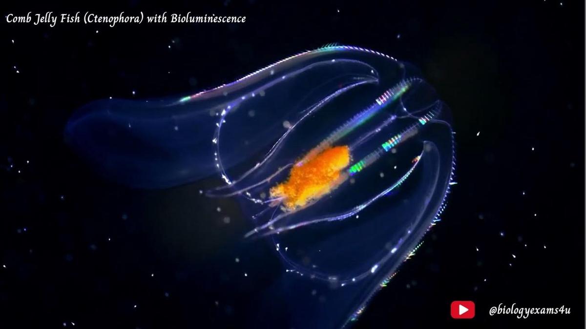 Comb Jelly Fish (Ctenophora) with Bioluminescence Phylum Ctenophora