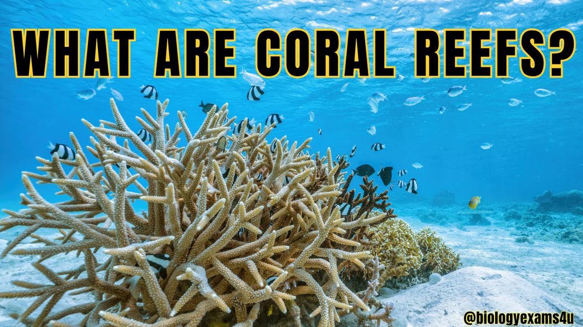 What are Coral Reefs? 🪸 Types of Coral Reefs 🪸 Why are coral reefs so