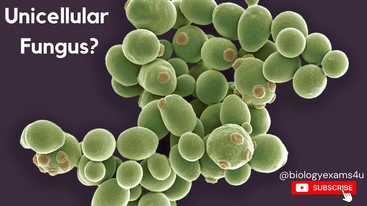 Unicellular Fungus? biologyexams4u